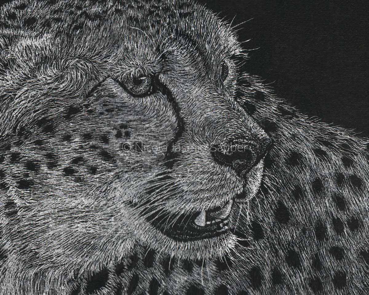 Cheetah closeup