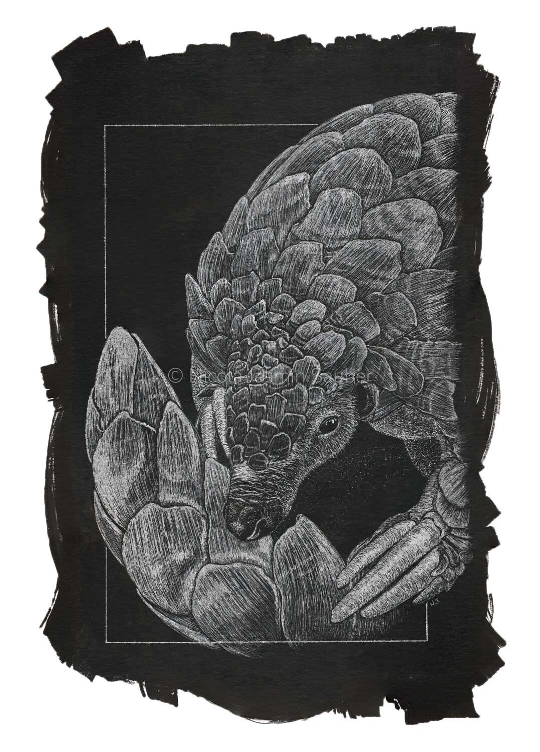 A meticulous scratchboard wildlife illustration of a Temnick's Ground Pangolin, highlighting the highly detailed, fine etched textures of its overlapping protective scales, small alert eye, and sharp claws, framed by a rugged hand-painted black border.
