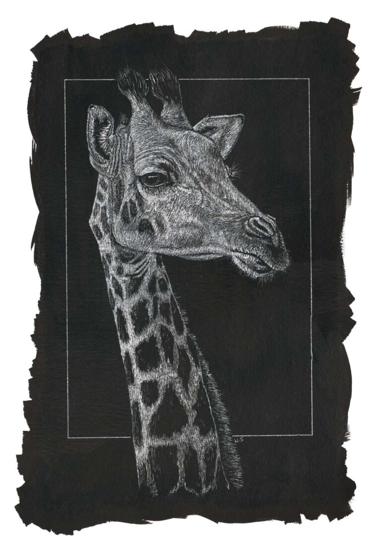 A graceful scratchboard wildlife portrait of a giraffe, highlighting the highly detailed, fine etched textures of its coat patterns, ossicones, and delicate facial features, framed by a rugged hand-painted black border.