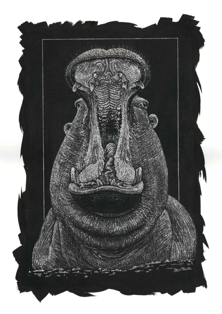 A dramatic scratchboard wildlife illustration of a hippopotamus with its mouth wide open, highlighting the intricate etched textures of its thick skin, massive teeth, and powerful jaws, framed by a rugged hand-painted black border.