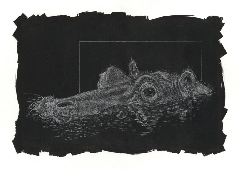 A serene scratchboard wildlife illustration of a hippopotamus partially submerged in water, highlighting the detailed etched textures of its skin, whiskers, and the dark water ripples, framed by a rugged hand-painted black border.