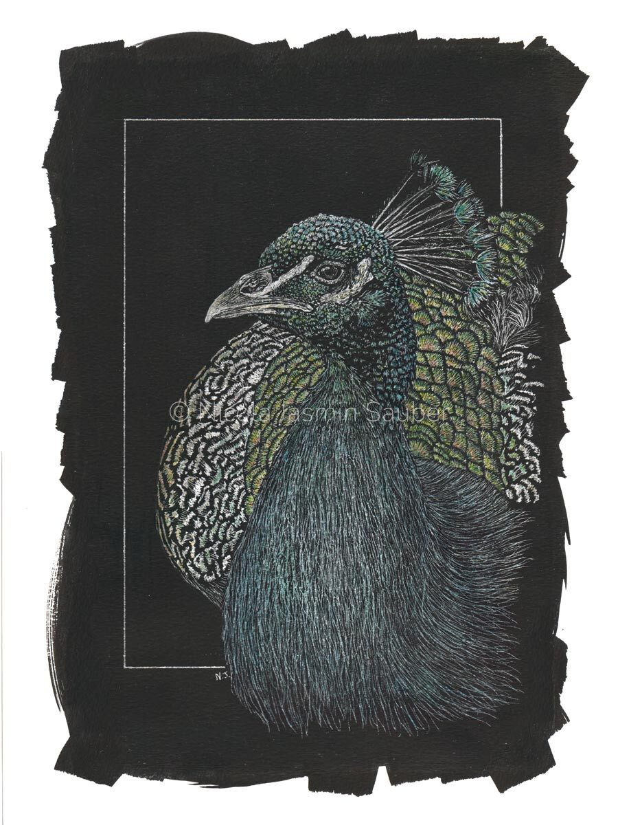 A vibrant scratchboard wildlife illustration of a peacock in profile, highlighting the detailed etched textures of its dense neck feathers, head crest, and layered scales with subtle washes of blue, green, and gold coloration, framed by a rugged hand-painted black border.