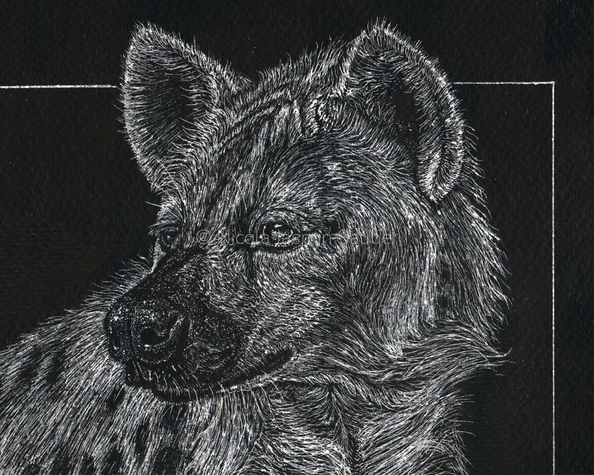 Spotted Hyena closeup
