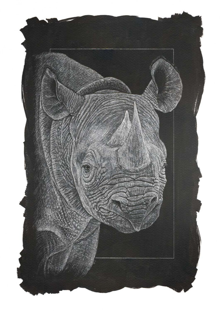 A powerful scratchboard wildlife portrait of a black rhinoceros, highlighting the highly detailed, fine etched textures of its deeply wrinkled skin, prominent dual horns, and alert fringed ears, framed by a rugged hand-painted black border.