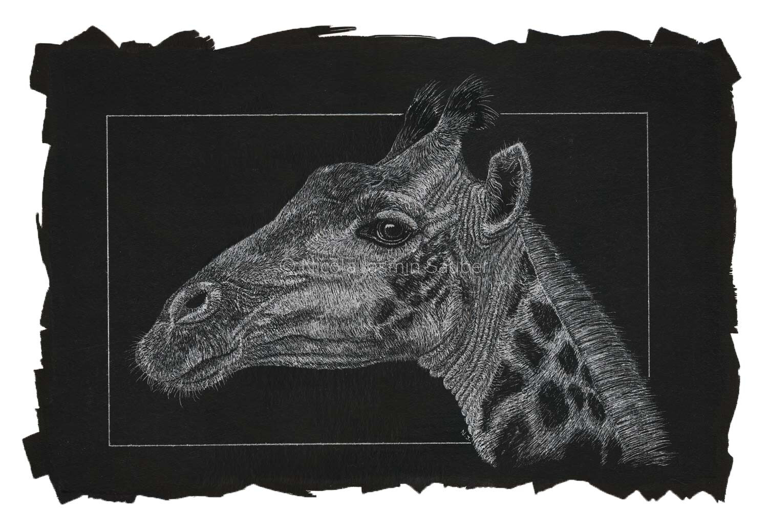 A highly detailed scratchboard wildlife portrait of a giraffe in profile, highlighting the intricate etched textures of its short mane, patterned neck spots, and gentle facial features, framed by a rugged hand-painted black border.