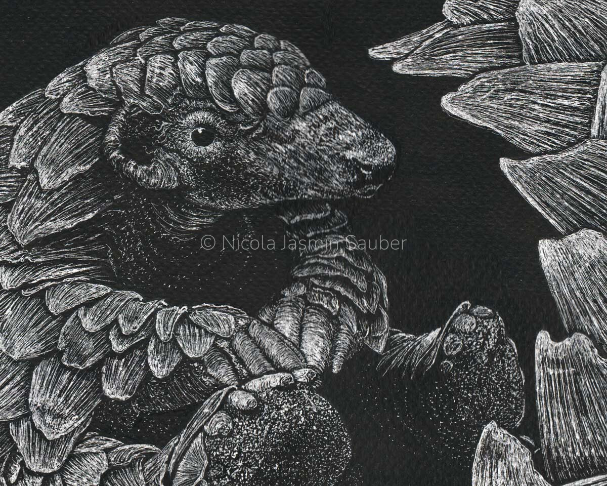 pangolin closeup