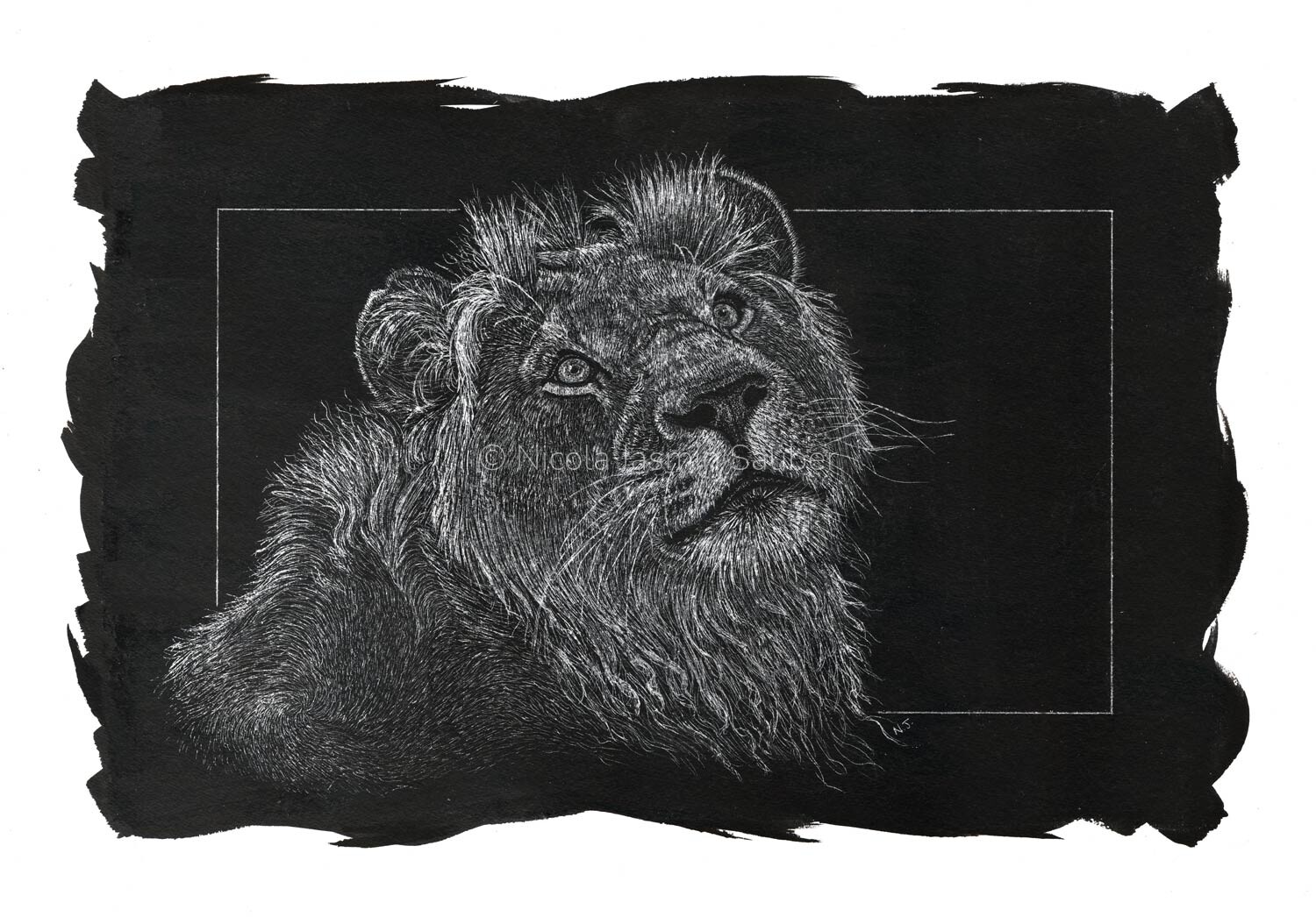 young male lion web